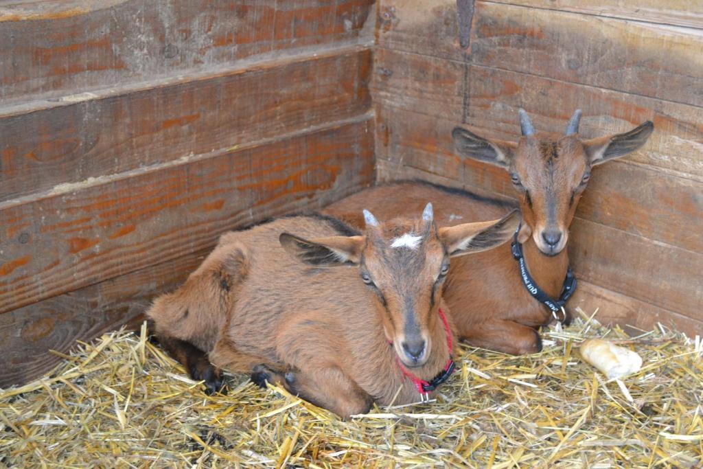 Gite La Gernelle Bouillon Exterior foto